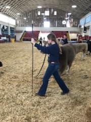 Cattle ring